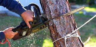 How Our Tree Care Process Works  in  Carthage, NY