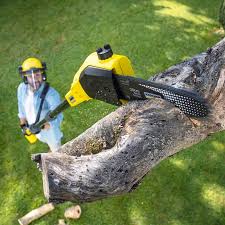 Best Tree Preservation Services  in Carthage, NY