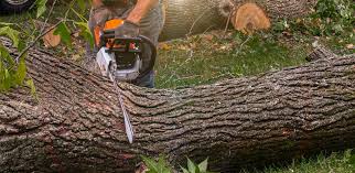 Best Tree Maintenance Programs  in Carthage, NY