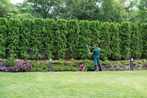 Best Arborist Consultation Services  in Carthage, NY